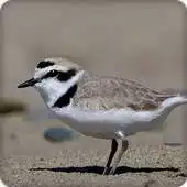 Free play online Plover Bird Call Sounds Ringtone APK