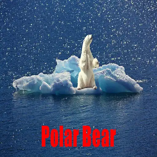 Play Polar Bear Pictures APK