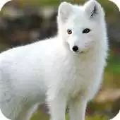 Free play online Polar Fox Live Wallpaper APK