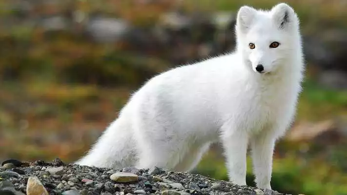 Play Polar Fox Live Wallpaper