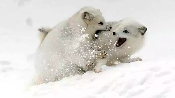 Play Polar Fox Live Wallpaper