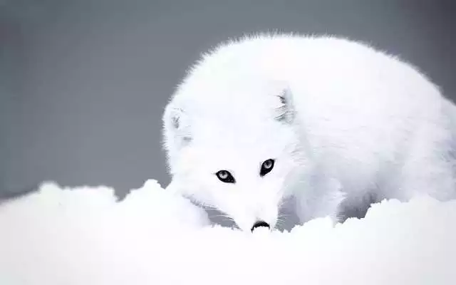 Play Polar Fox Live Wallpaper