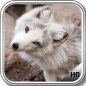 Free play online Polar Fox Wallpaper APK