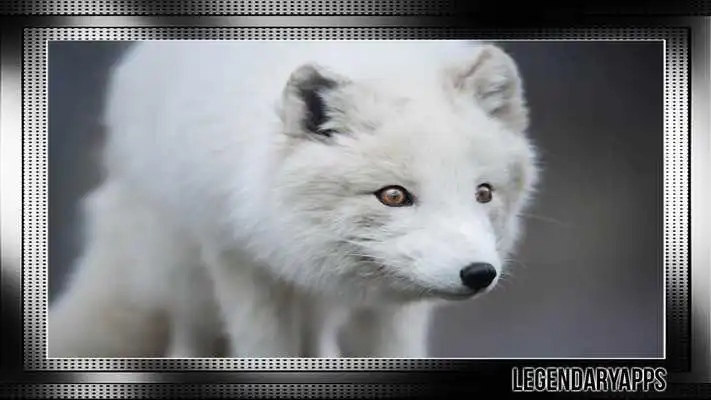 Play Polar Fox Wallpaper