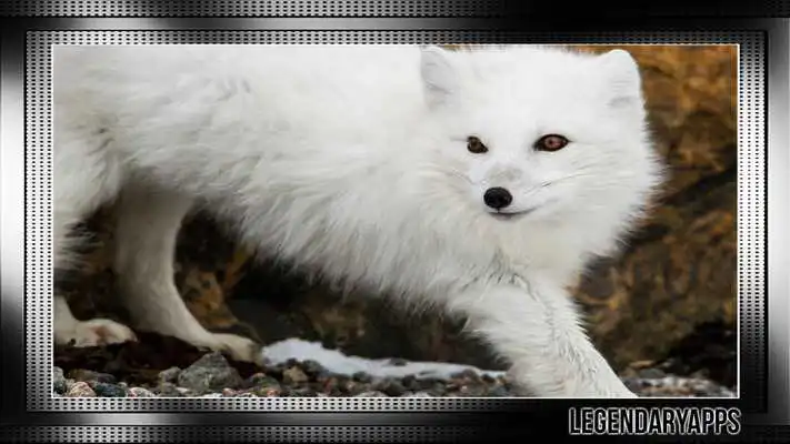 Play Polar Fox Wallpaper