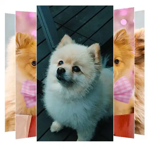 Play Pomeranian Dogs Wallpaper APK