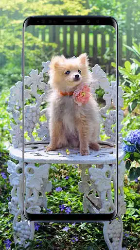 Play Pomeranian Dogs Wallpaper as an online game Pomeranian Dogs Wallpaper with UptoPlay