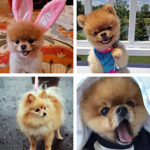 Play Pomeranian HD Wallpapers APK