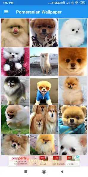 Play Pomeranian HD Wallpapers  and enjoy Pomeranian HD Wallpapers with UptoPlay