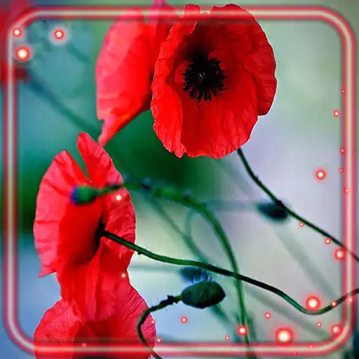 Play Poppy HD Live Wallpaper APK