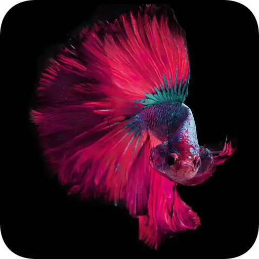 Play Pro Betta Fish Wallpaper HD APK