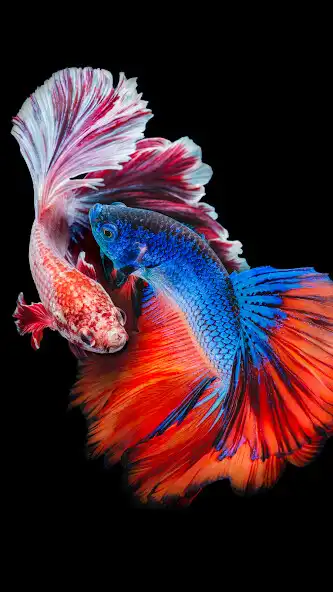 Play Pro Betta Fish Wallpaper HD  and enjoy Pro Betta Fish Wallpaper HD with UptoPlay