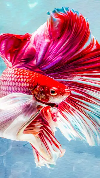 Play Pro Betta Fish Wallpaper HD as an online game Pro Betta Fish Wallpaper HD with UptoPlay