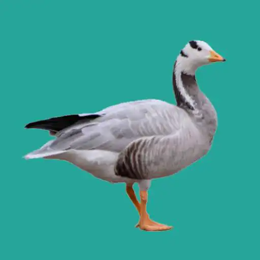 Play Progressive Goose Decoy APK