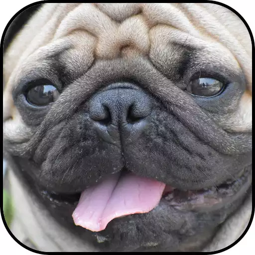 Play Pug Wallpapers APK