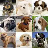 Free play online Puppies 2048 APK