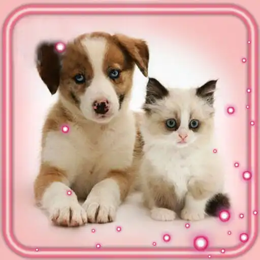 Play Puppy and Kitty Live Wallpaper APK