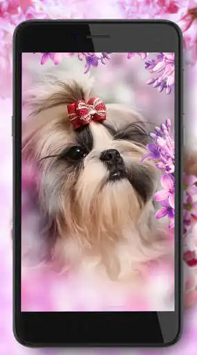 Play Puppy Glamour as an online game Puppy Glamour with UptoPlay