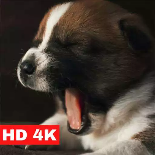 Play Puppy Wallpapers HD APK