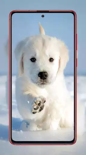 Play Puppy Wallpapers  and enjoy Puppy Wallpapers with UptoPlay