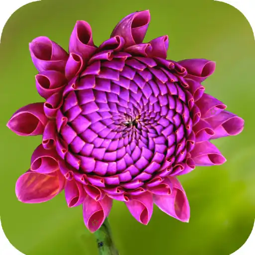 Play Purple Flower Wallpaper APK