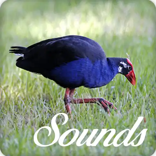 Play Purple Swamphen Sounds and Ringtone Audio APK