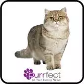 Free play online Purrfect Singapore APK