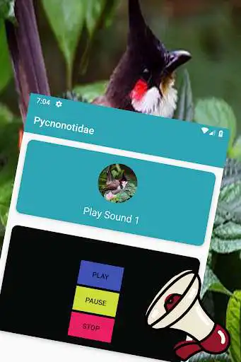 Play Pycnonotidae Sound as an online game Pycnonotidae Sound with UptoPlay