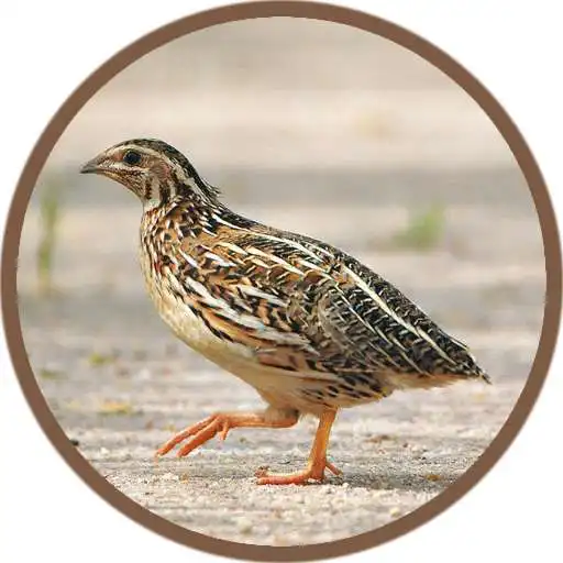 Play Quail Bird (Animal) Sounds APK