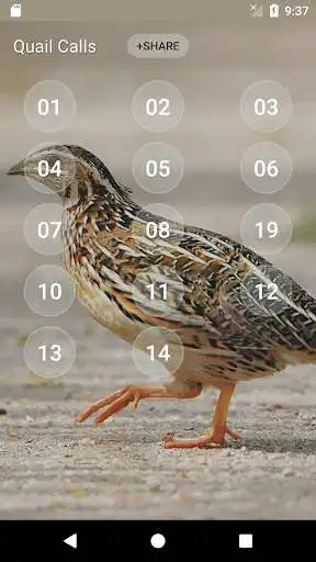 Play Quail Bird (Animal) Sounds as an online game Quail Bird (Animal) Sounds with UptoPlay