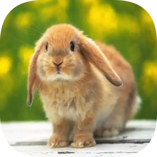 Play Rabbite wallpapers APK