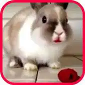 Free play online Rabbit HD Live Wallpaper APK