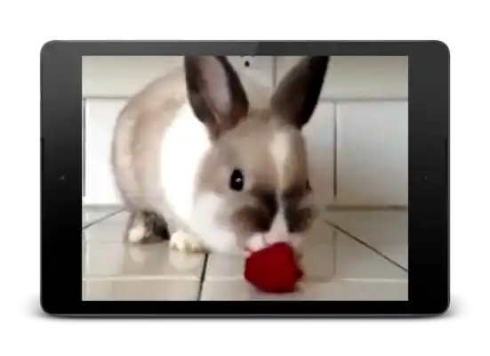 Play Rabbit HD Live Wallpaper