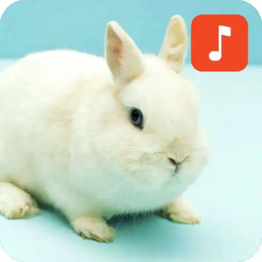 Play Rabbit Sound Effects APK