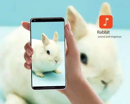 Play Rabbit Sound Effects  and enjoy Rabbit Sound Effects with UptoPlay