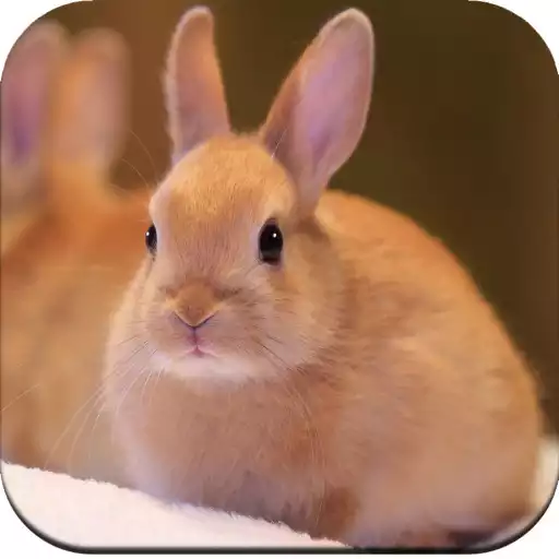 Play Rabbit Wallpaper 4K APK