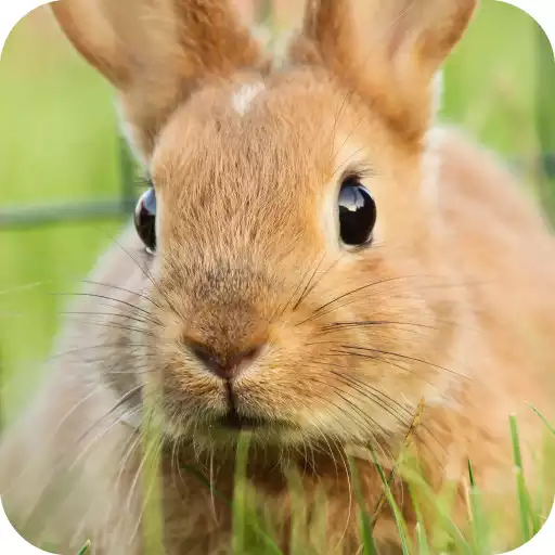 Play Rabbit Wallpaper APK