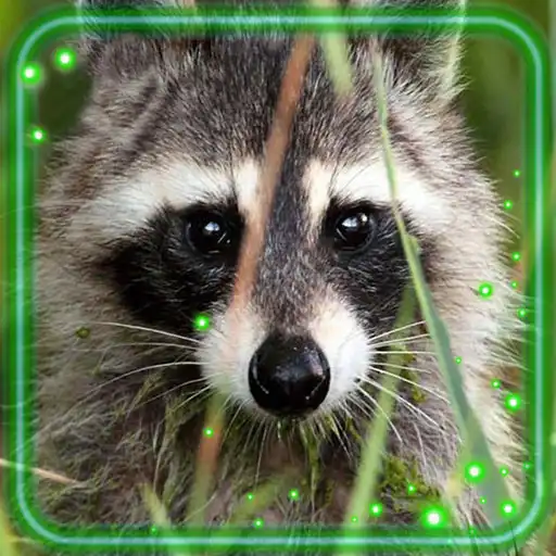 Play Raccoons Live Wallpaper APK