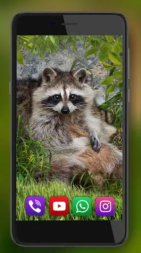 Play Raccoons Live Wallpaper  and enjoy Raccoons Live Wallpaper with UptoPlay