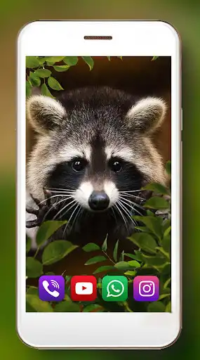 Play Raccoons Live Wallpaper as an online game Raccoons Live Wallpaper with UptoPlay