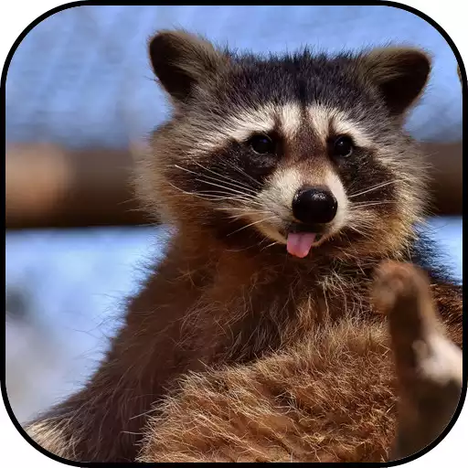 Play Raccoon Wallpapers APK