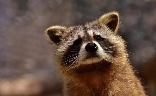 Play Raccoon Wallpapers  and enjoy Raccoon Wallpapers with UptoPlay