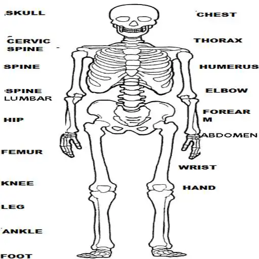 Free play online RADIOLOGY MANUAL APK