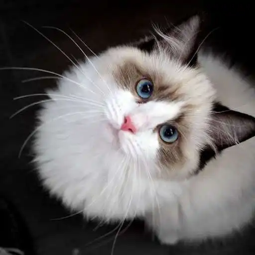 Play Ragdoll Cats Wallpaper APK