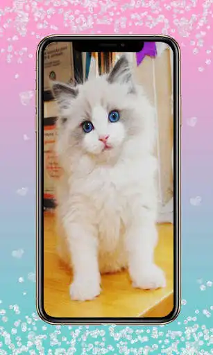 Play Ragdoll Cats Wallpaper  and enjoy Ragdoll Cats Wallpaper with UptoPlay