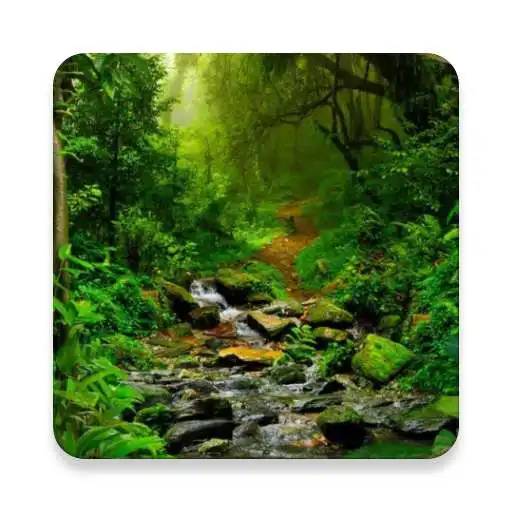 Play Rainforest Sound Collections ~ Sclip.app APK