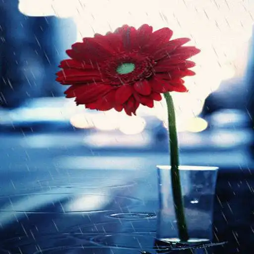 Free play online Rainy Red Flower LWP  APK