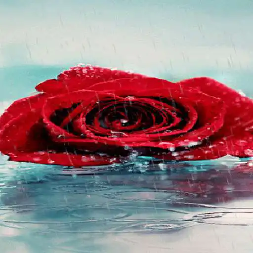 Free play online Rainy Red Rose LWP  APK