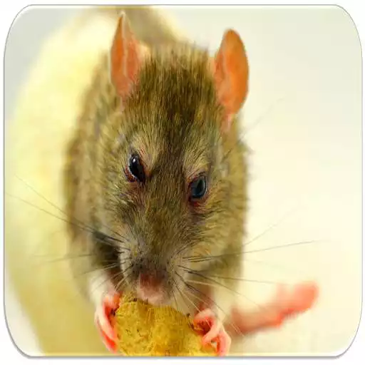 Play Rat Sounds APK