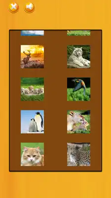 Play Real Animal Puzzle Pieces